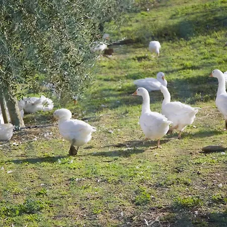 Azienda Agrituristica Le Bucoliche Vakantieboerderij