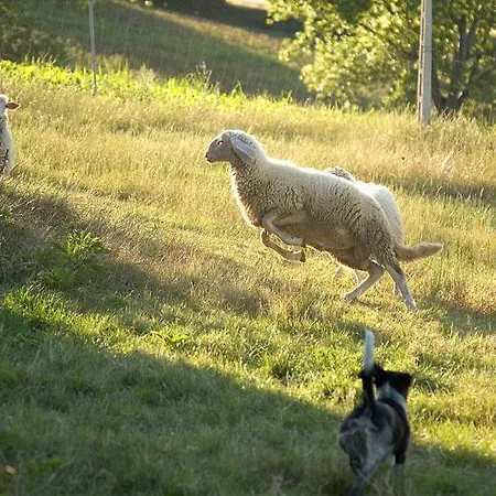 Azienda Agrituristica Le Bucoliche Osimo